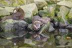 Asian small-clawed otter