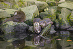 Asian small-clawed otter