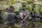 Asian small-clawed otter