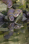 Asian small-clawed otter
