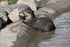 oriental small-clawed otter