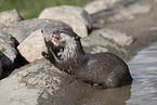 oriental small-clawed otter