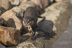 oriental small-clawed otter