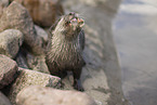 oriental small-clawed otter
