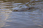 oriental small-clawed otter