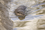 oriental small-clawed otter