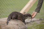 oriental small-clawed otter