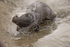 oriental small-clawed otter