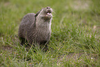oriental small-clawed otter