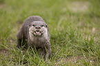 oriental small-clawed otter