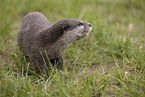 oriental small-clawed otter