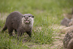 oriental small-clawed otter