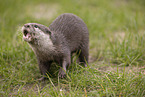 oriental small-clawed otter