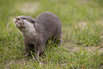 oriental small-clawed otter