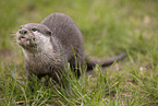 oriental small-clawed otter