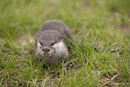 oriental small-clawed otter