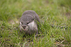 oriental small-clawed otter