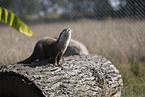 Asian small-clawed otter