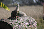 Asian small-clawed otter