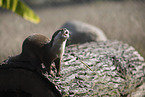 Asian small-clawed otter