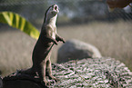 Asian small-clawed otter