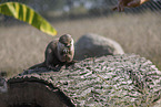 Asian small-clawed otter