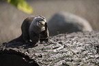 Asian small-clawed otter