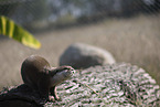 Asian small-clawed otter
