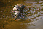 Asian small-clawed otter