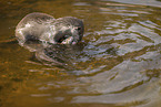 Asian small-clawed otter