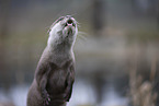 Asian small-clawed otter
