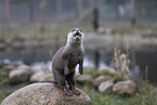 Asian small-clawed otter