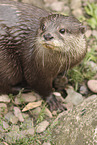 Dwarf otter