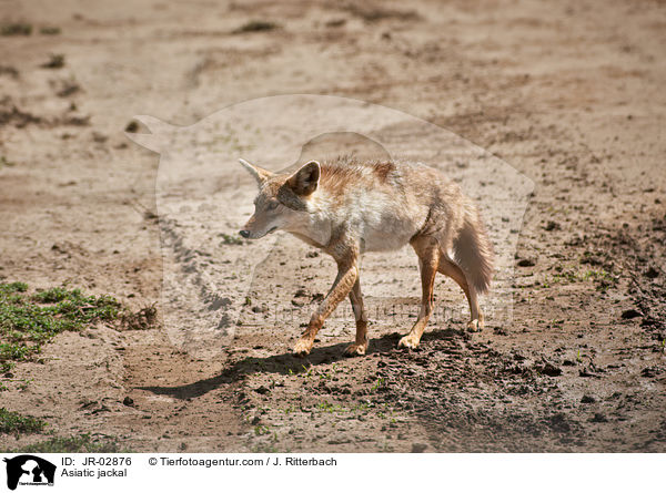 Goldschakal / Asiatic jackal / JR-02876