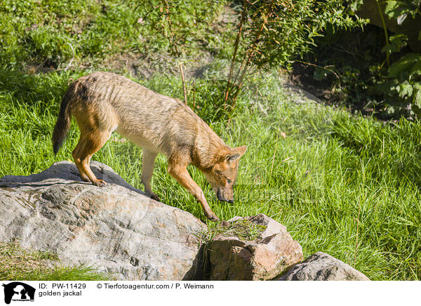 Goldschakal / golden jackal / PW-11429