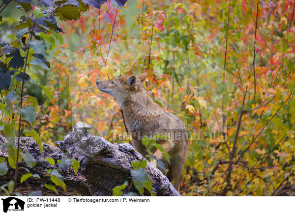 golden jackal / PW-11448