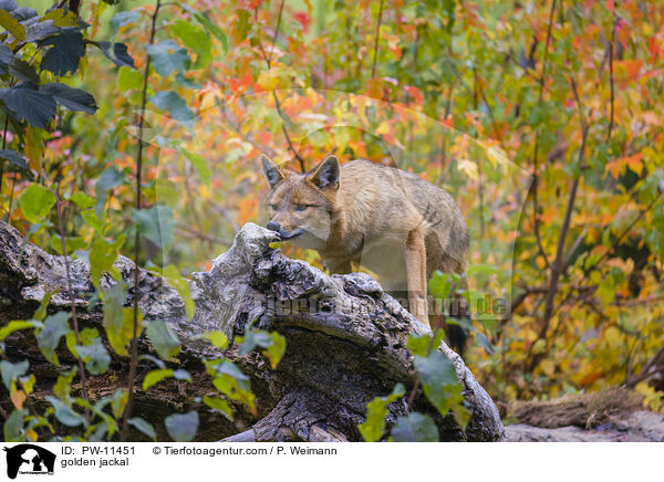 Goldschakal / golden jackal / PW-11451