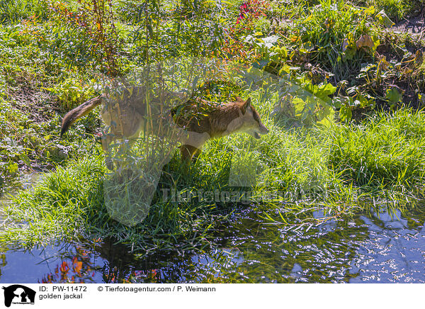 Goldschakal / golden jackal / PW-11472