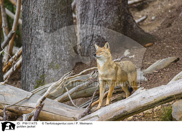 Goldschakal / golden jackal / PW-11475