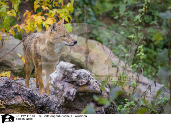 Goldschakal / golden jackal / PW-11478