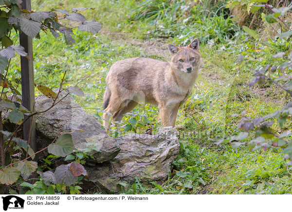 Goldschakal / Golden Jackal / PW-18859