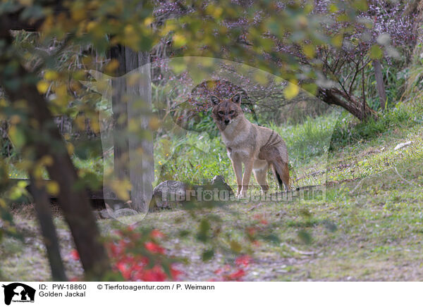 Goldschakal / Golden Jackal / PW-18860