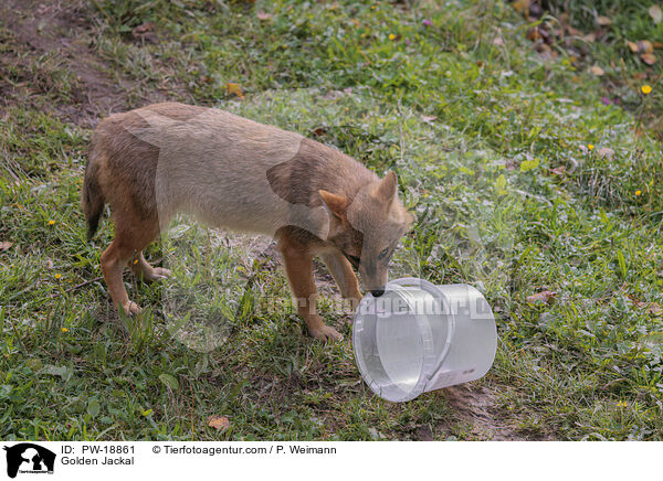 Goldschakal / Golden Jackal / PW-18861