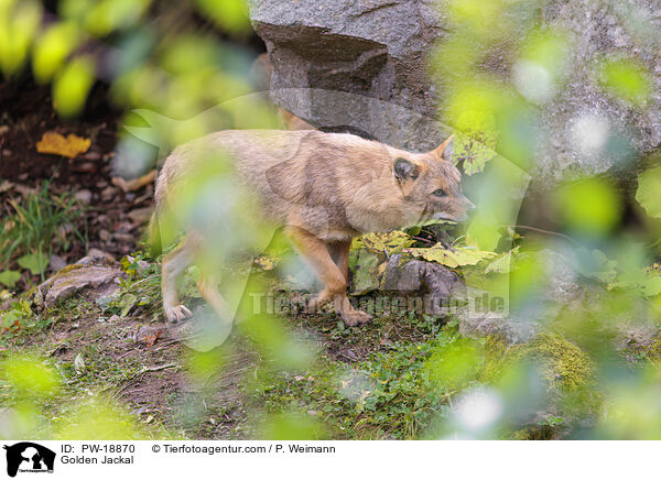 Goldschakal / Golden Jackal / PW-18870
