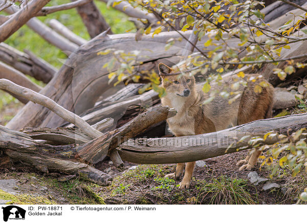 Goldschakal / Golden Jackal / PW-18871