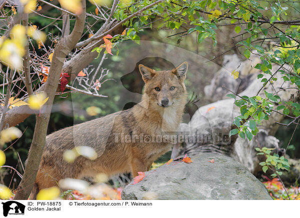 Golden Jackal / PW-18875