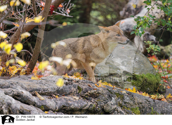 Goldschakal / Golden Jackal / PW-18878