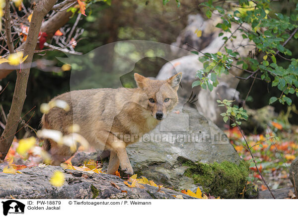 Goldschakal / Golden Jackal / PW-18879