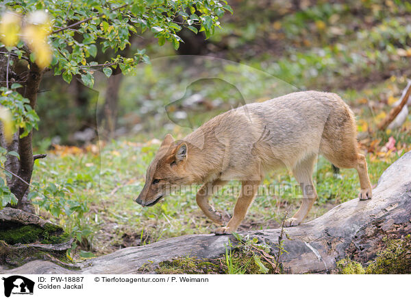 Goldschakal / Golden Jackal / PW-18887