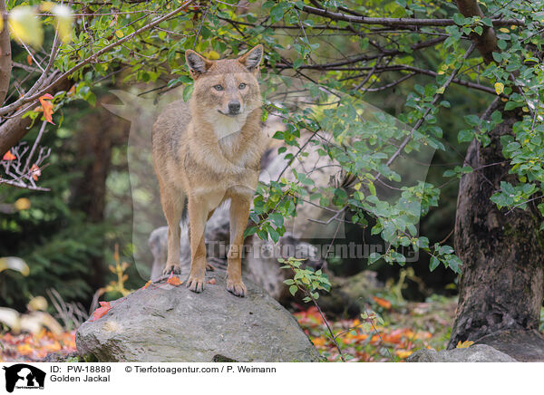 Goldschakal / Golden Jackal / PW-18889